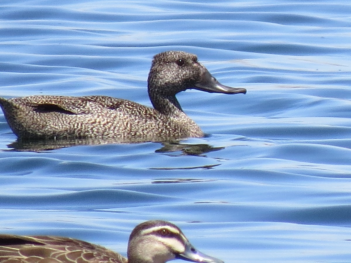 Freckled Duck - ML174306211