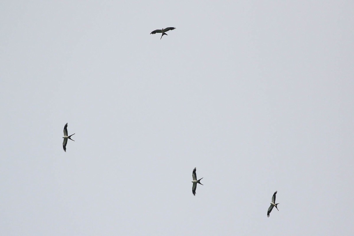 Swallow-tailed Kite - Scott Olmstead