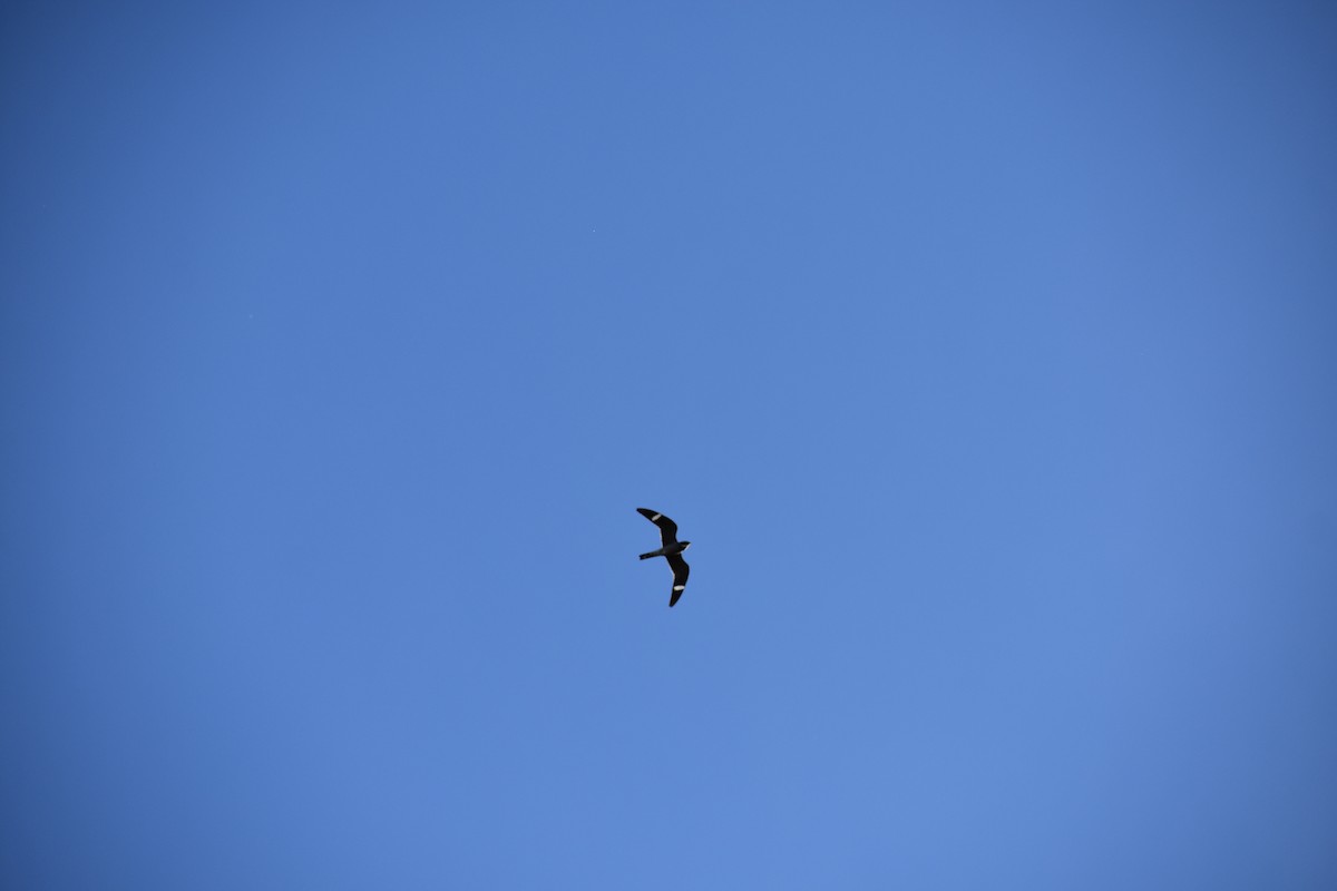 Common Nighthawk - Sydney Gerig
