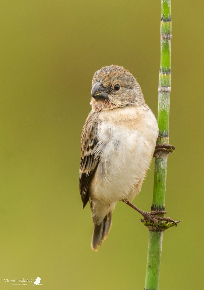Chestnut-throated Seedeater - ML174313431
