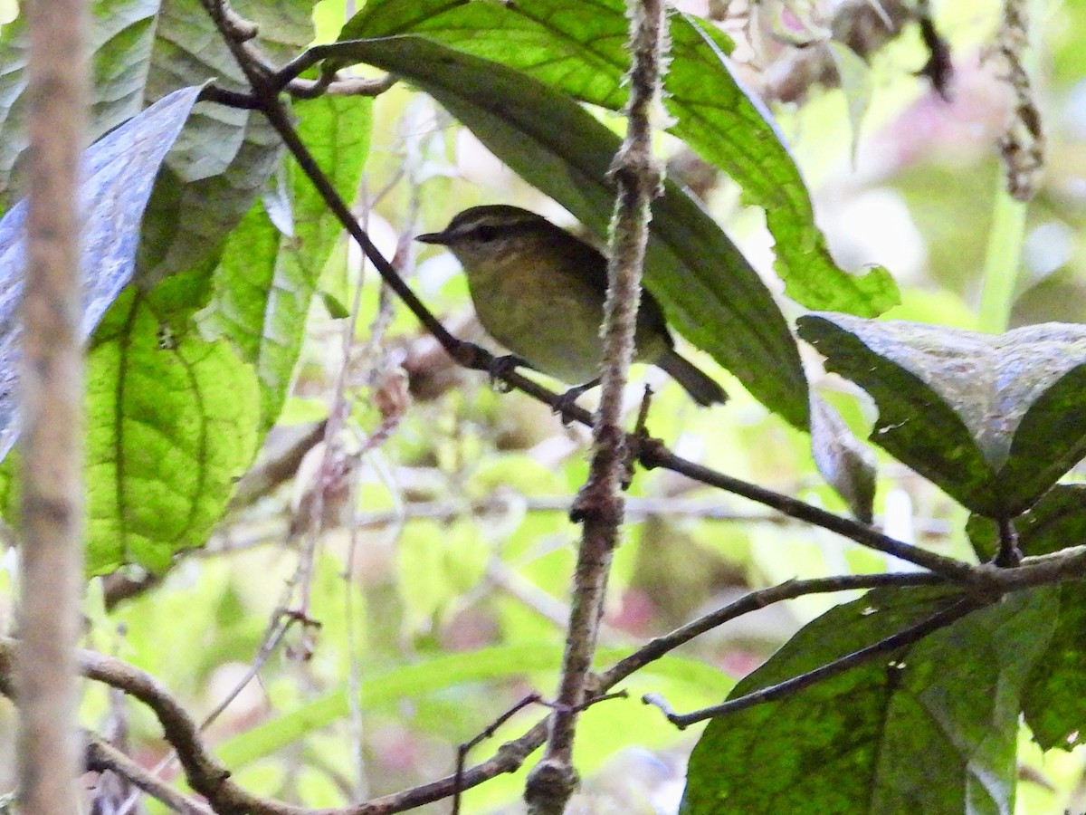 Sulawesi Leaf Warbler - ML174316631