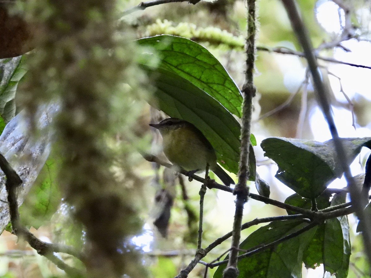 Sulawesi Leaf Warbler - ML174316661