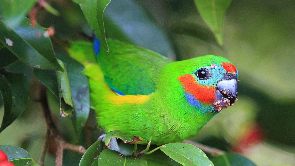 Double-eyed Fig-Parrot - ML174316711