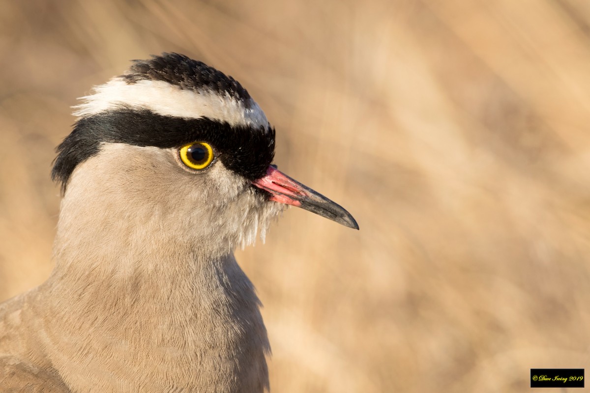Crowned Lapwing - ML174318981