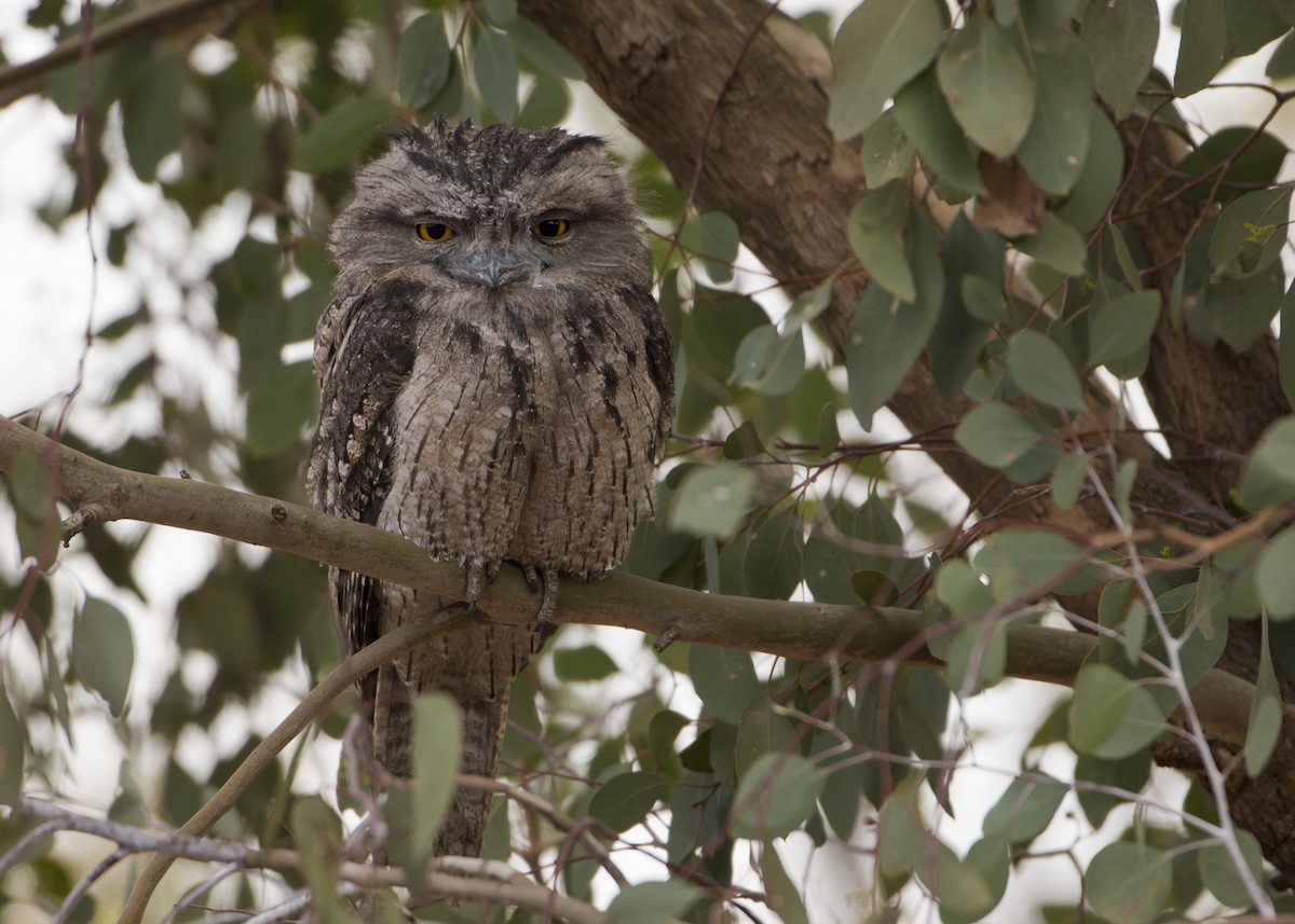Tawny Frogmouth - Lucas Brook