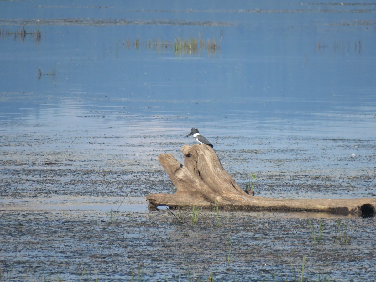 Belted Kingfisher - ML174323001