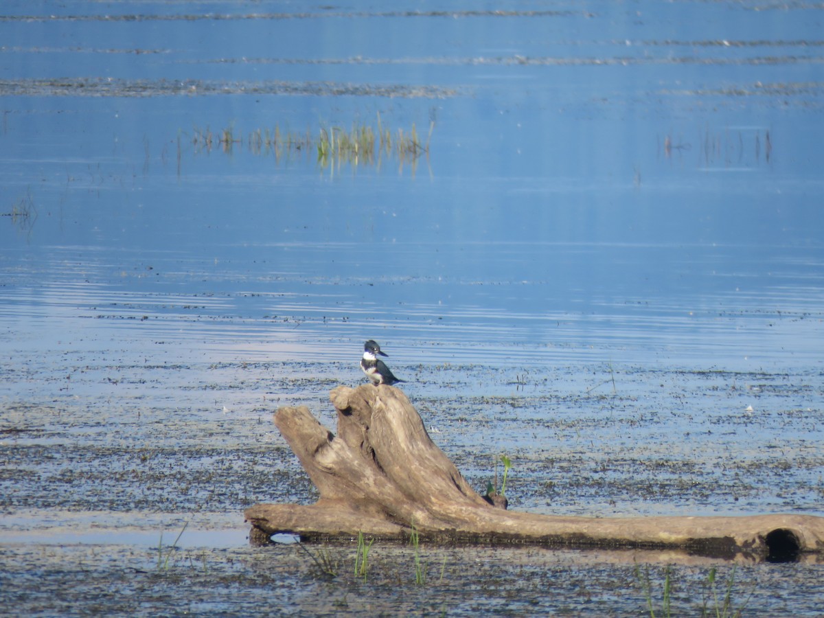 Belted Kingfisher - ML174323041