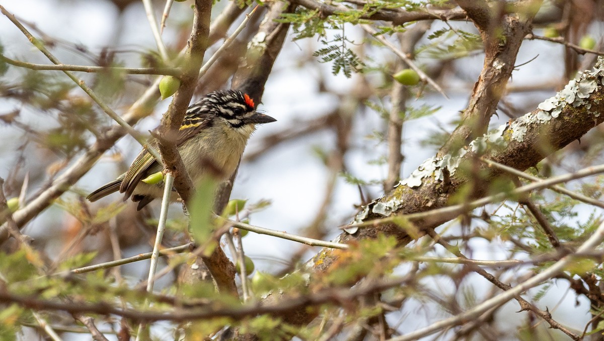 Red-fronted Tinkerbird - Forest Botial-Jarvis