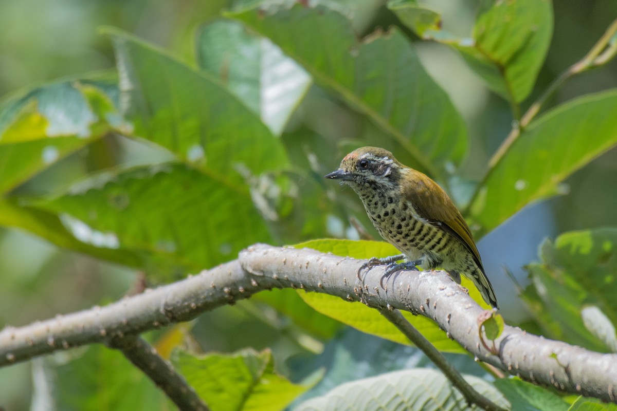 Speckled Piculet - Ian Hearn