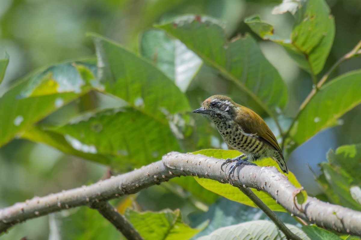 Speckled Piculet - Ian Hearn