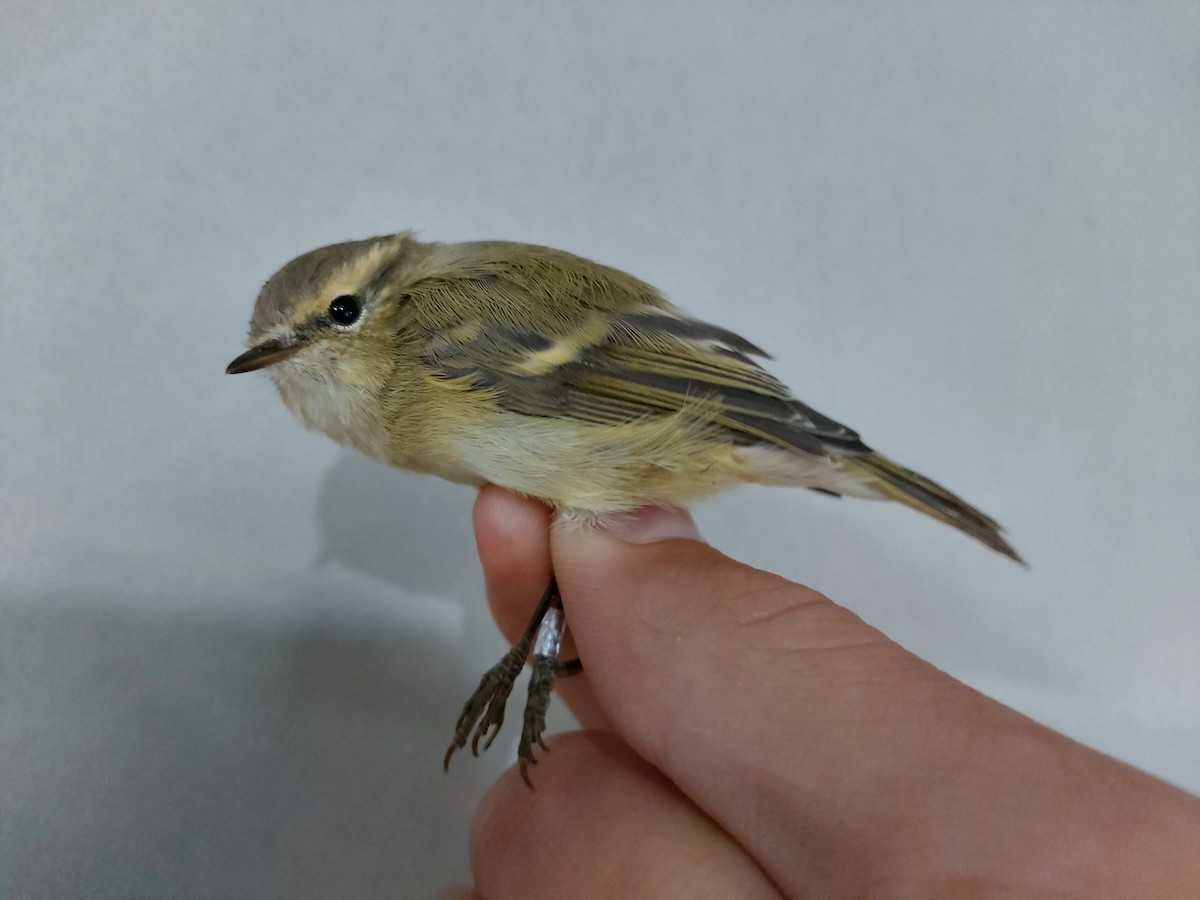 Hume's Warbler - ML174327241