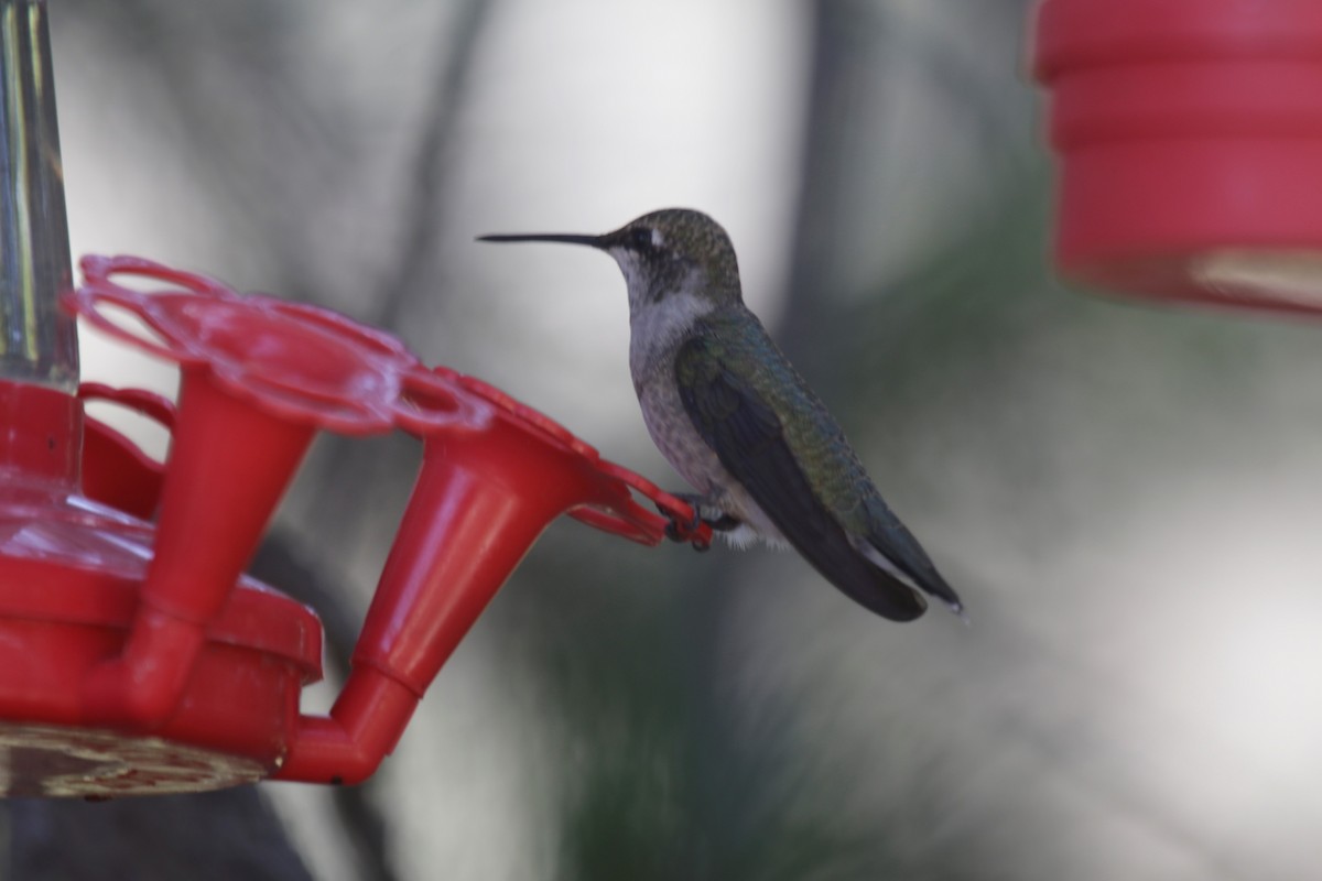 Black-chinned Hummingbird - ML174327841