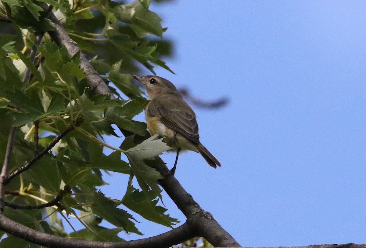 Warbling Vireo - Brian Tychie