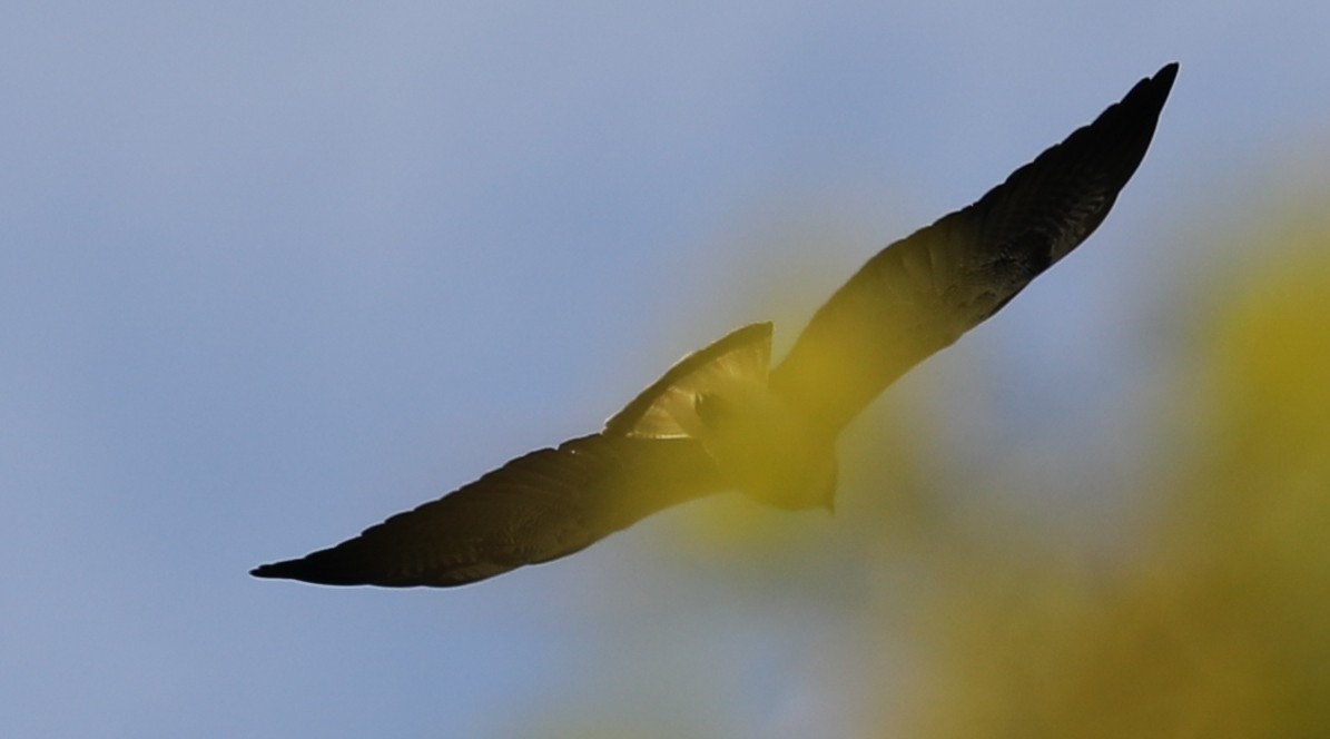 White-tailed Hawk - Bonnie Bompart