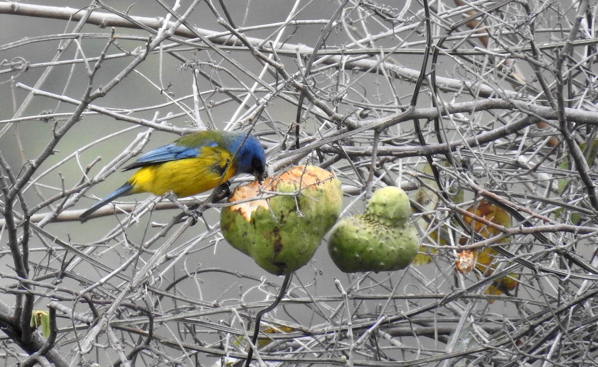 Blue-and-yellow Tanager - ML174342651