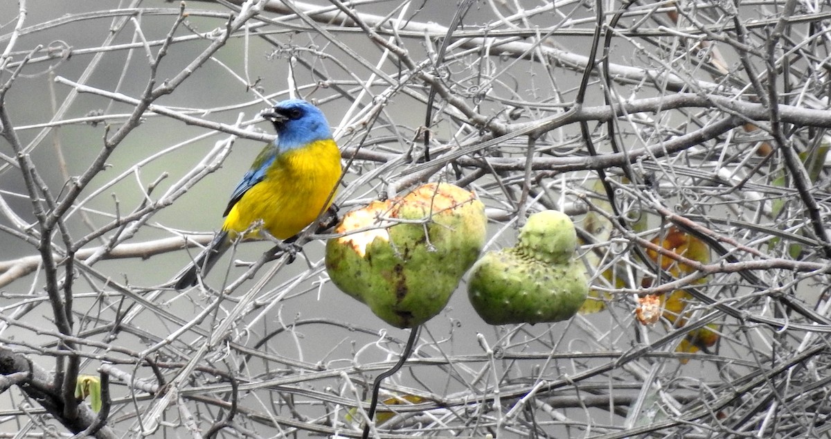 Blue-and-yellow Tanager - ML174342661