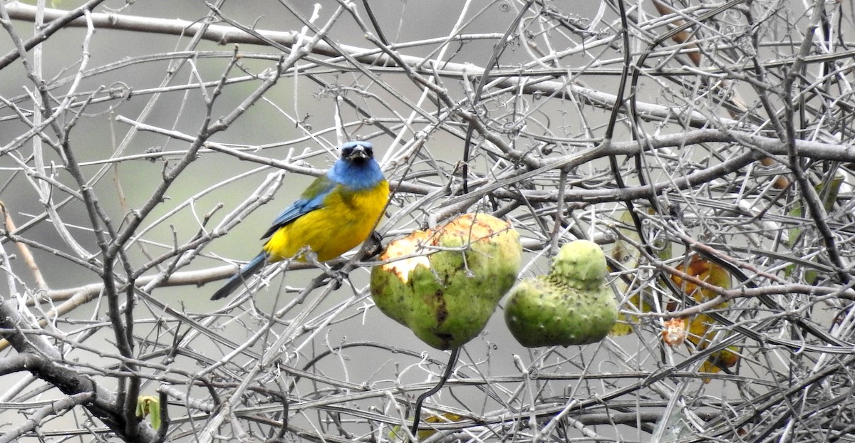 Blue-and-yellow Tanager - ML174342671