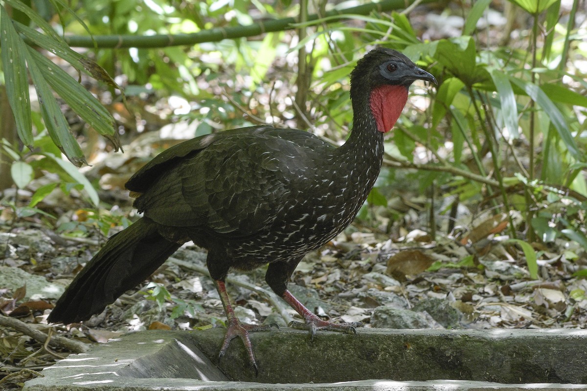 Crested Guan - ML174343331