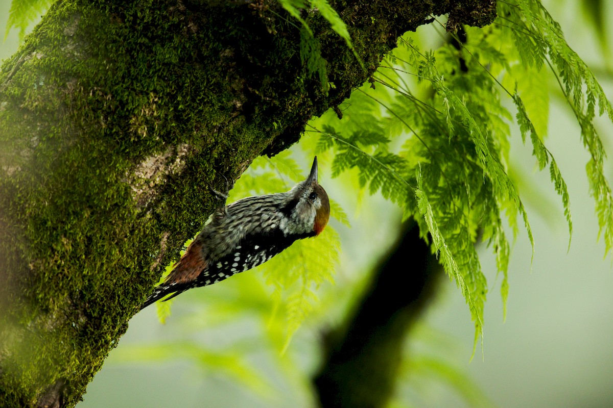 Brown-fronted Woodpecker - ML174343551
