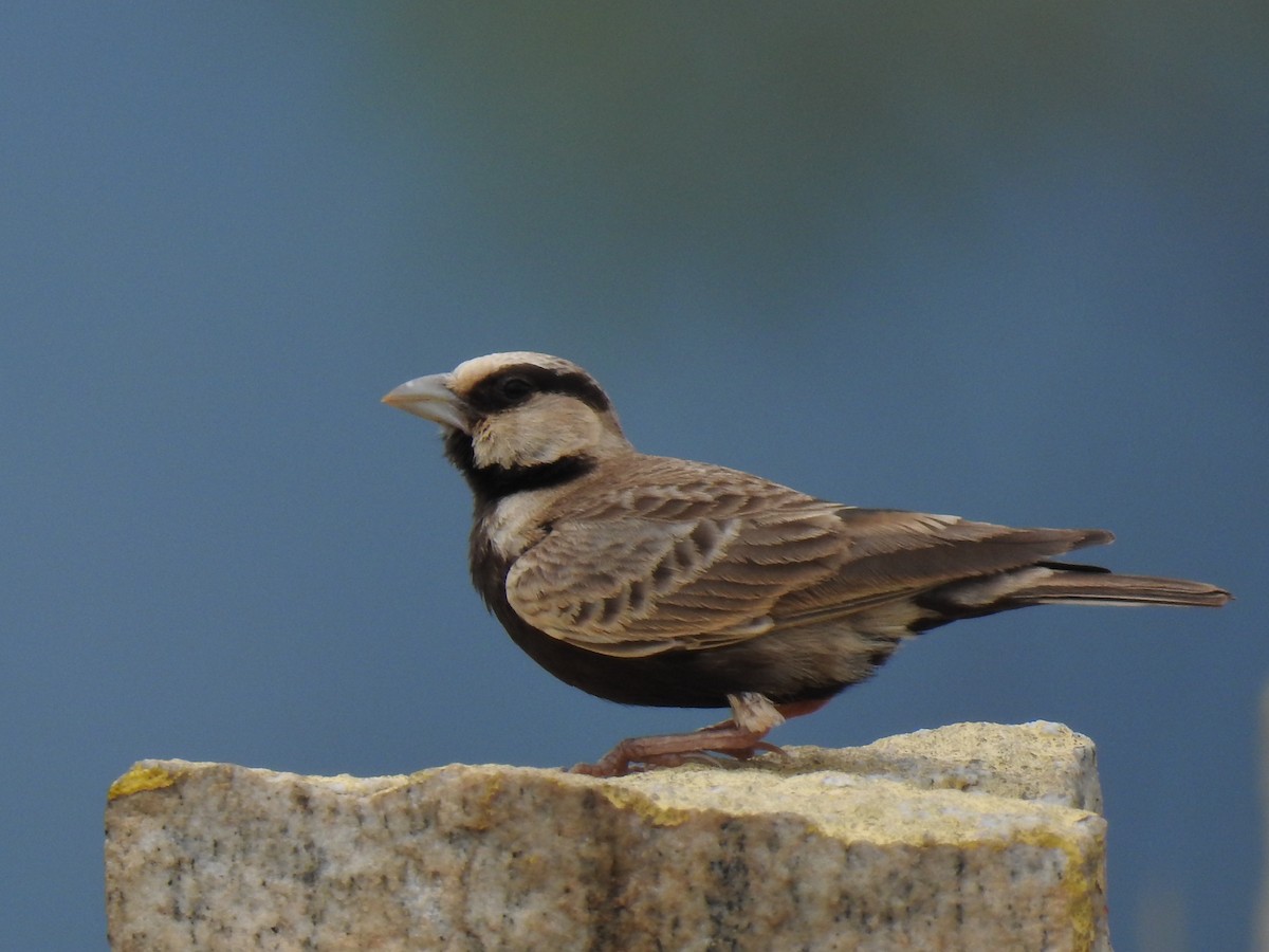 Ashy-crowned Sparrow-Lark - KARTHIKEYAN R