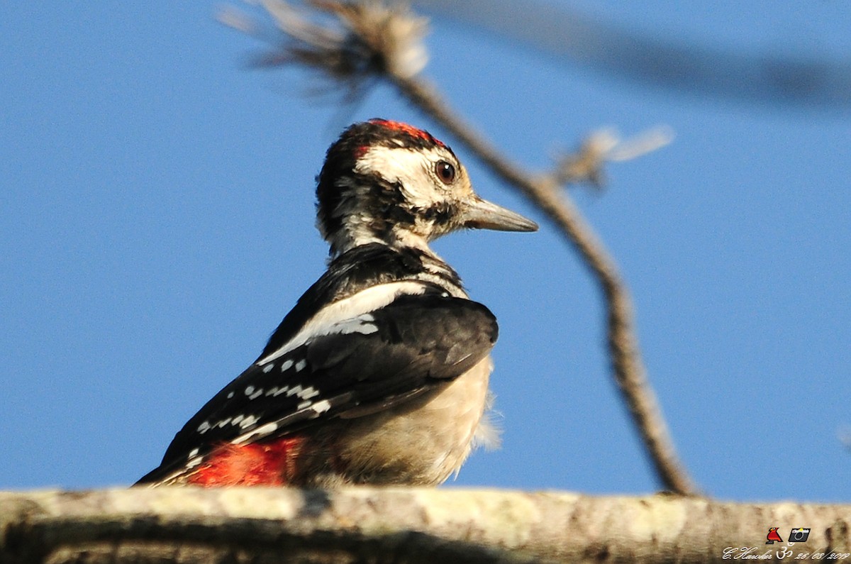 Great Spotted Woodpecker - Carl  Hawker