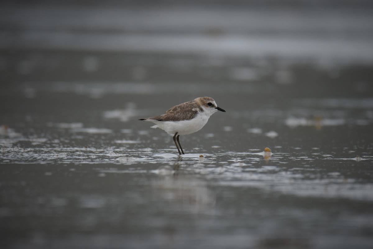 Red-capped Plover - Ethan Monk