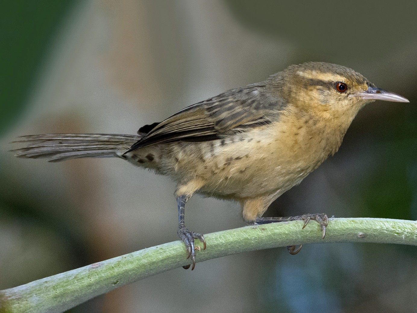 Thrush-like Wren - eBird
