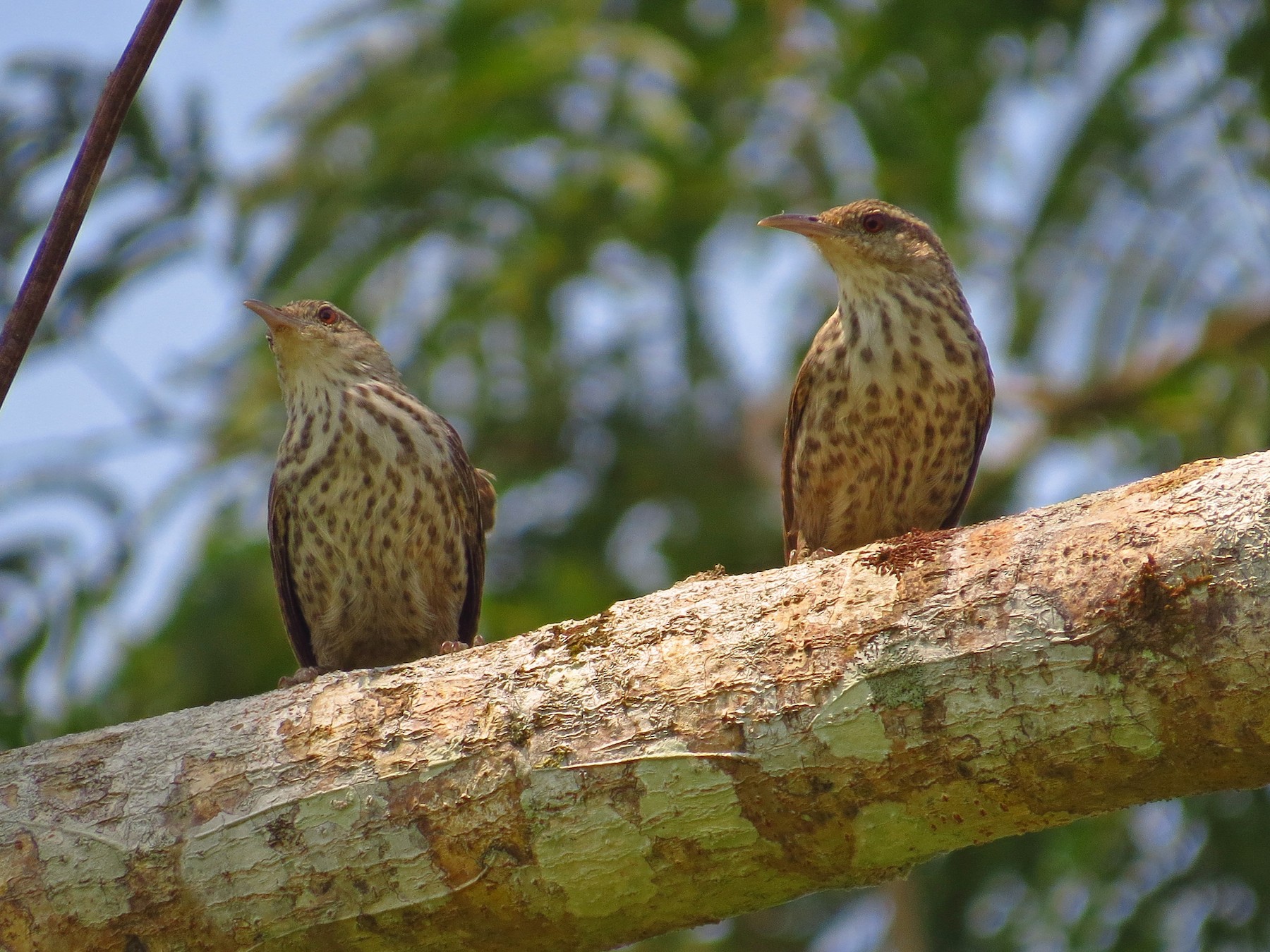 Ratona Grande - eBird