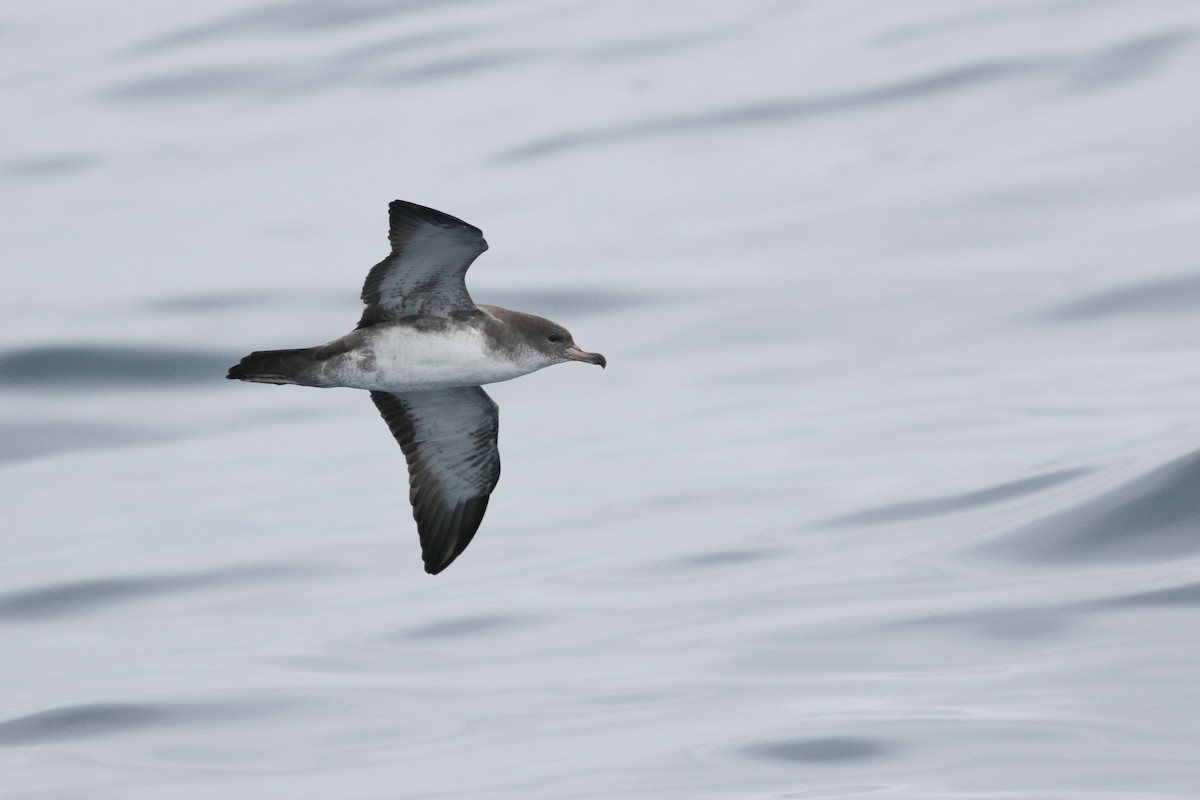 Pink-footed Shearwater - ML174355711