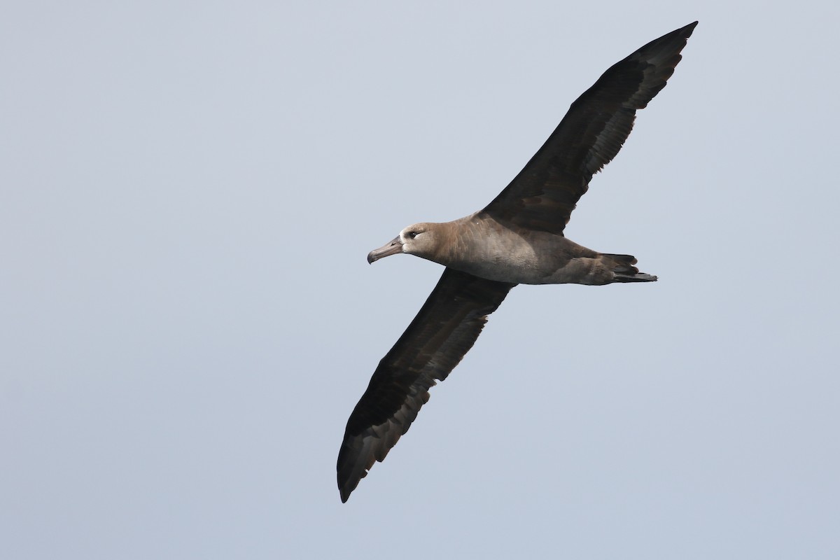 Albatros à pieds noirs - ML174355971