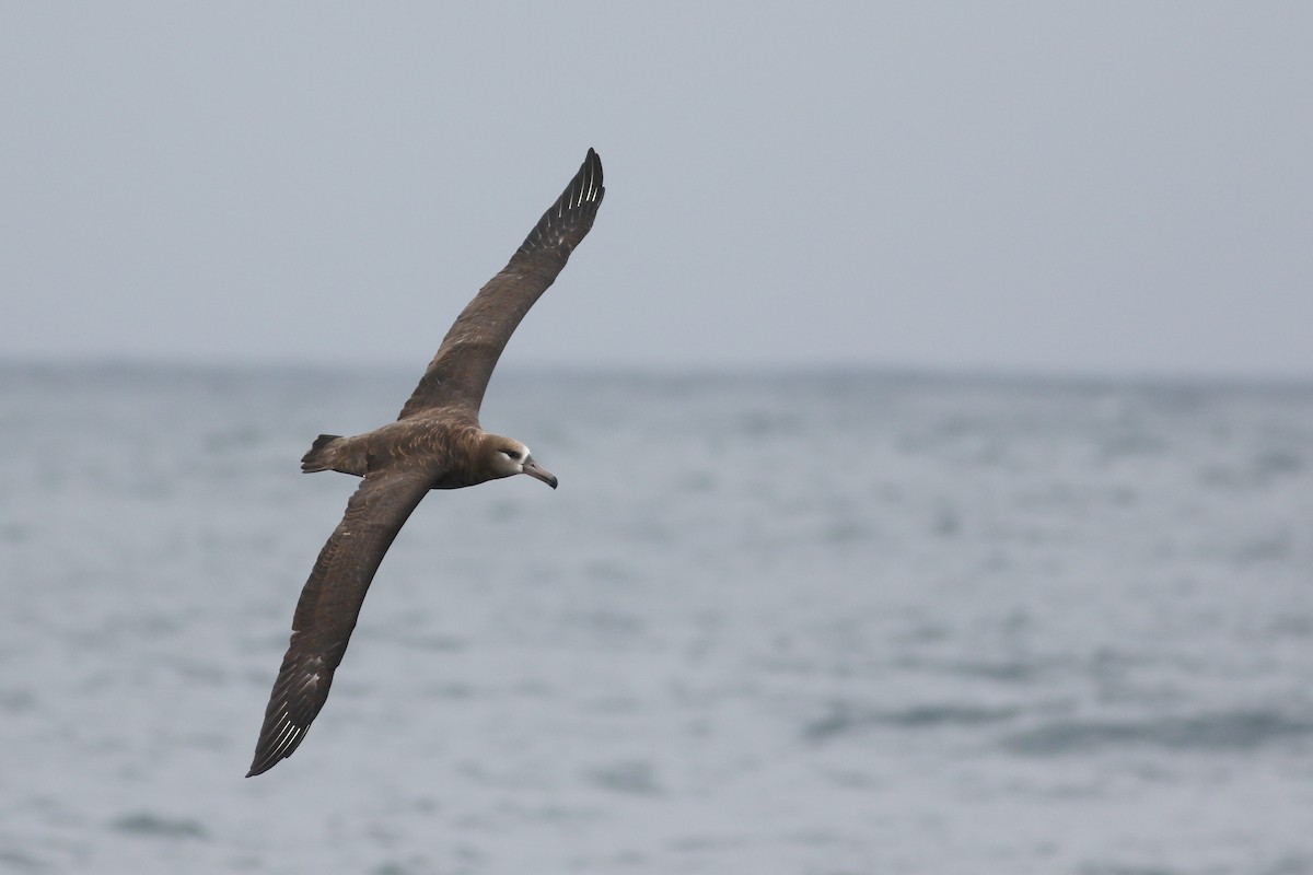 Albatros à pieds noirs - ML174355991