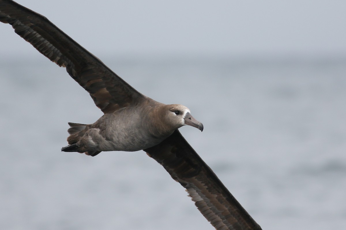 Albatros à pieds noirs - ML174356001