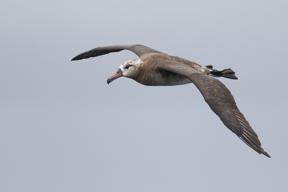 Albatros à pieds noirs - ML174356031