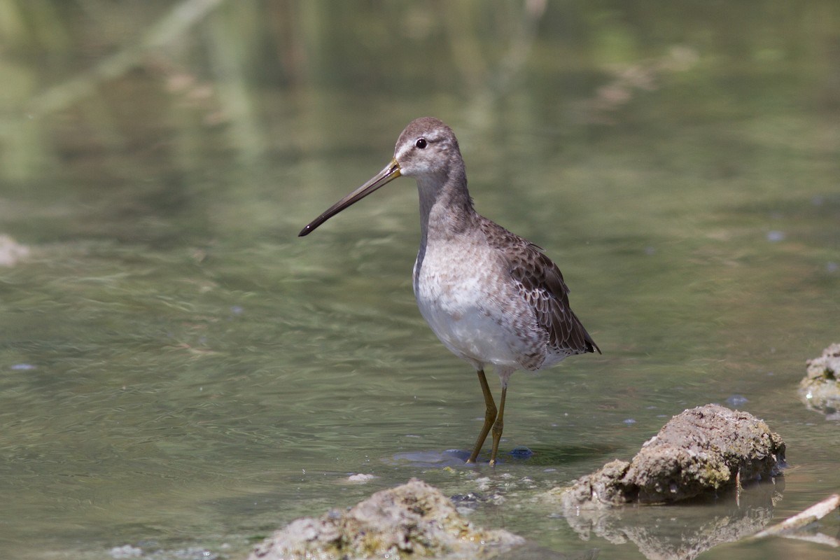Long-billed Dowitcher - ML174359161