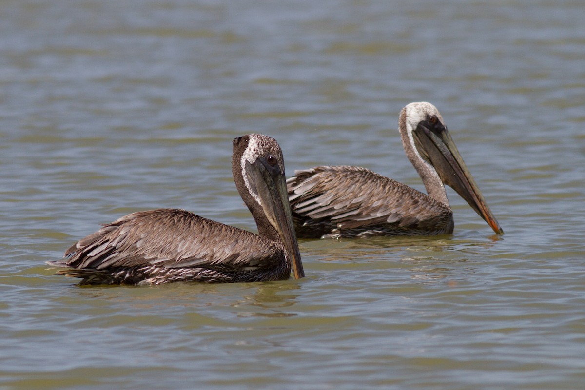 pelikán hnědý - ML174359171