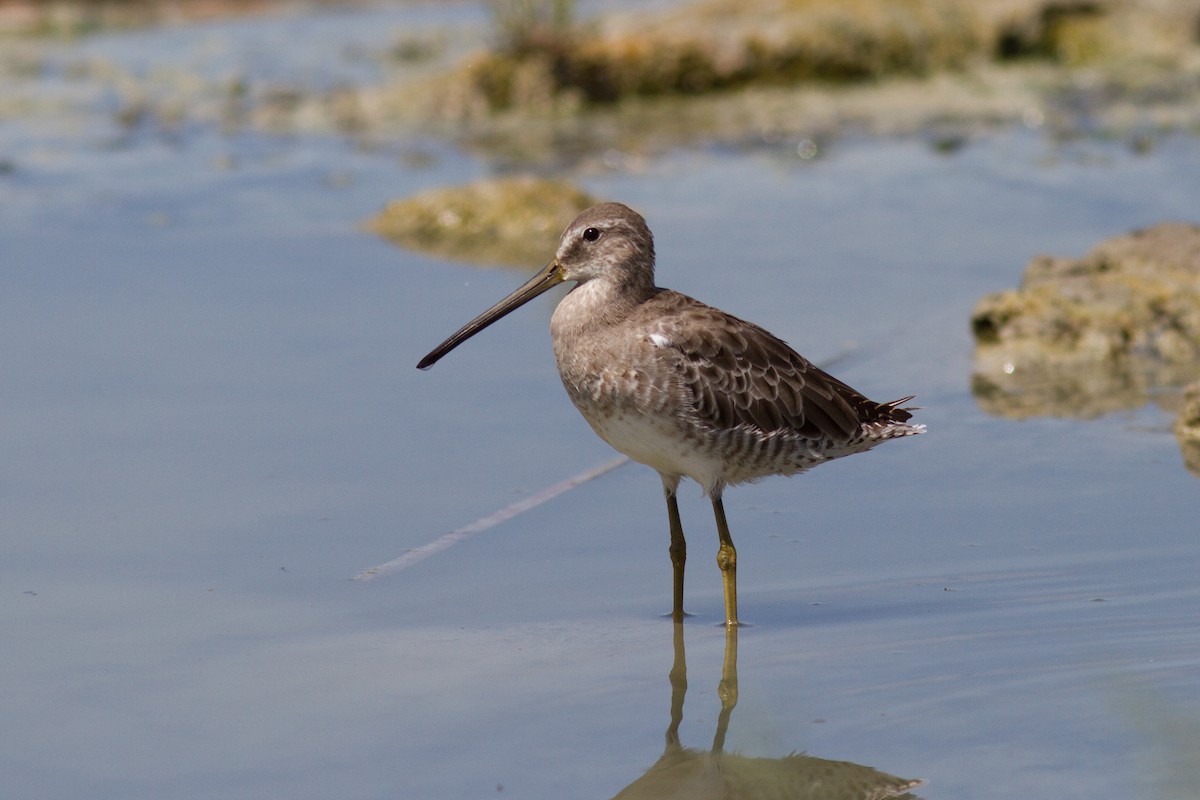 Long-billed Dowitcher - ML174359181