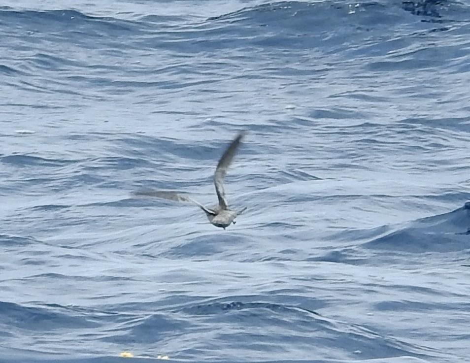 Fork-tailed Storm-Petrel - ML174364041
