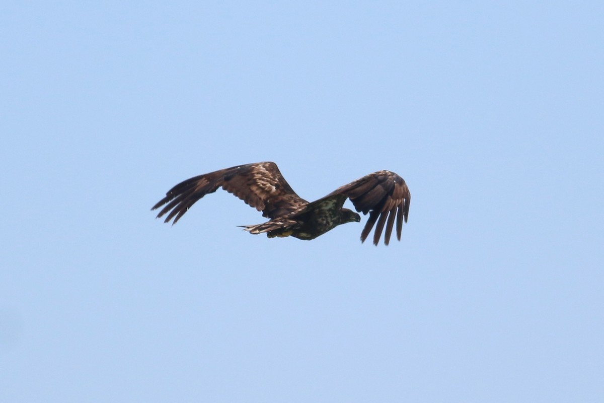 White-tailed Eagle - ML174365571
