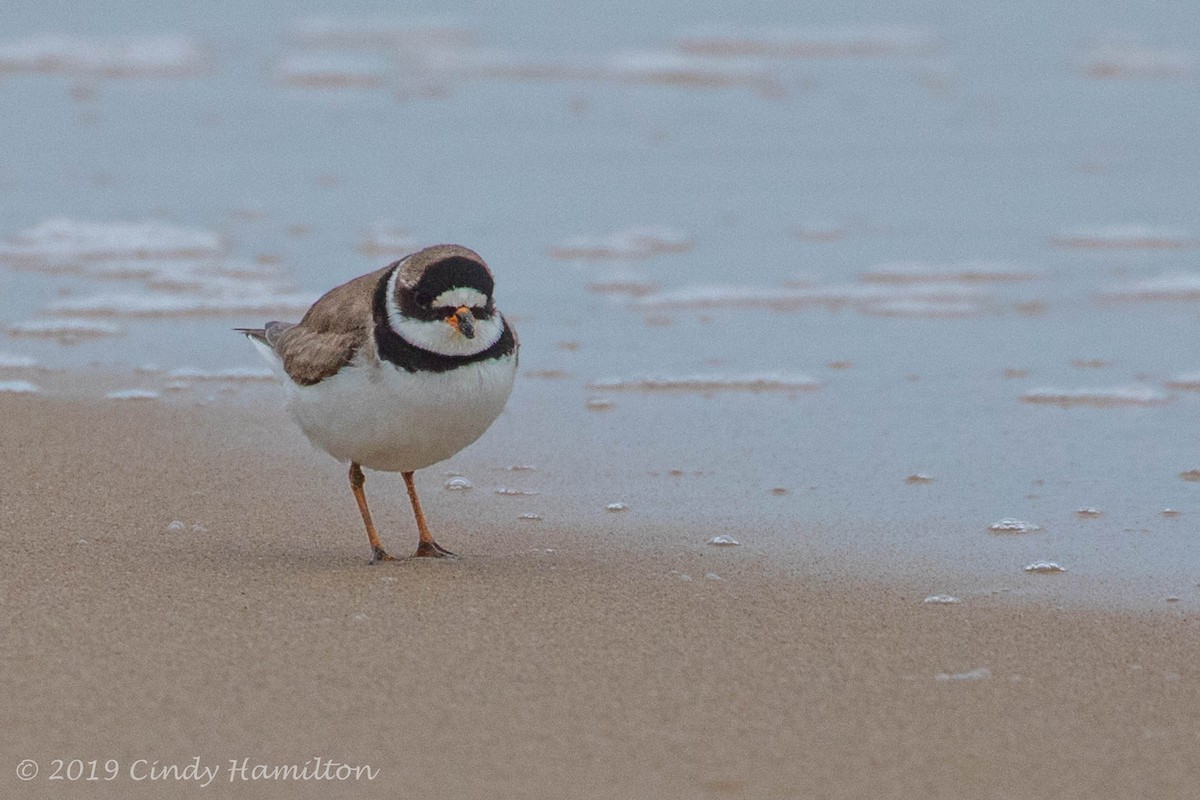 Semipalmated Plover - ML174366431