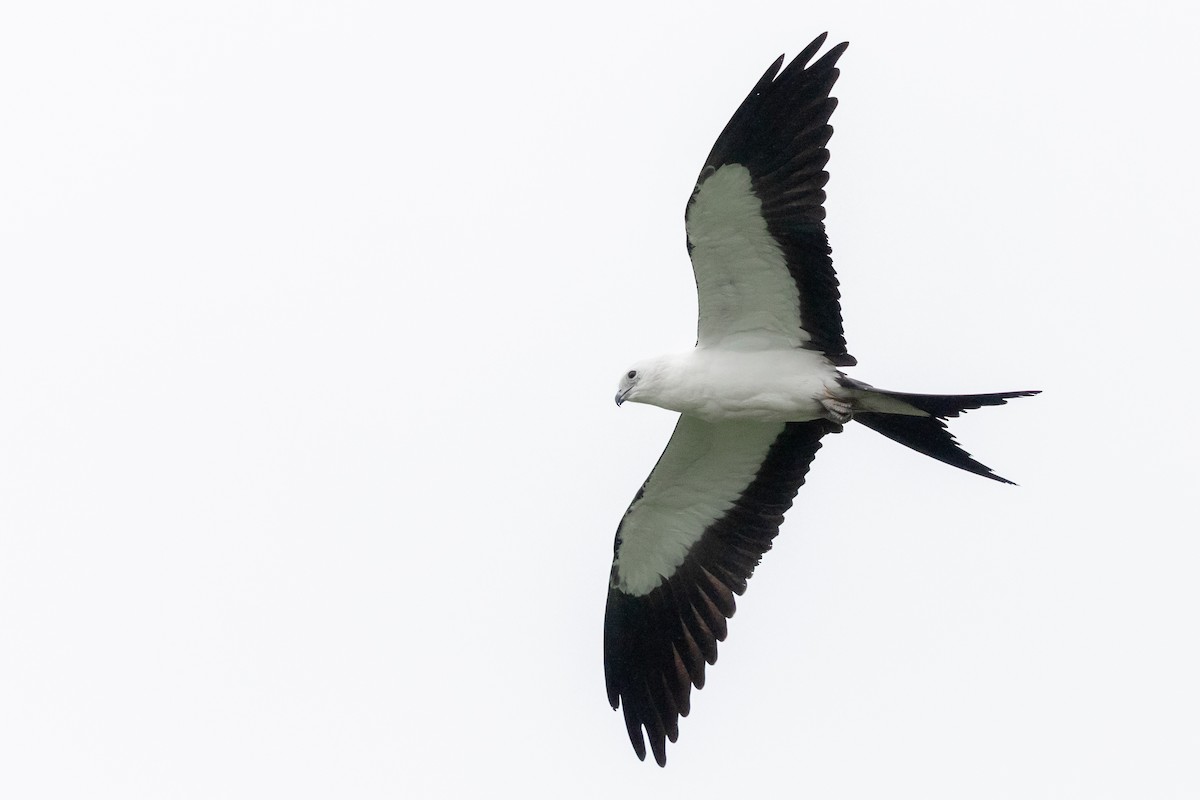 Swallow-tailed Kite - ML174367101