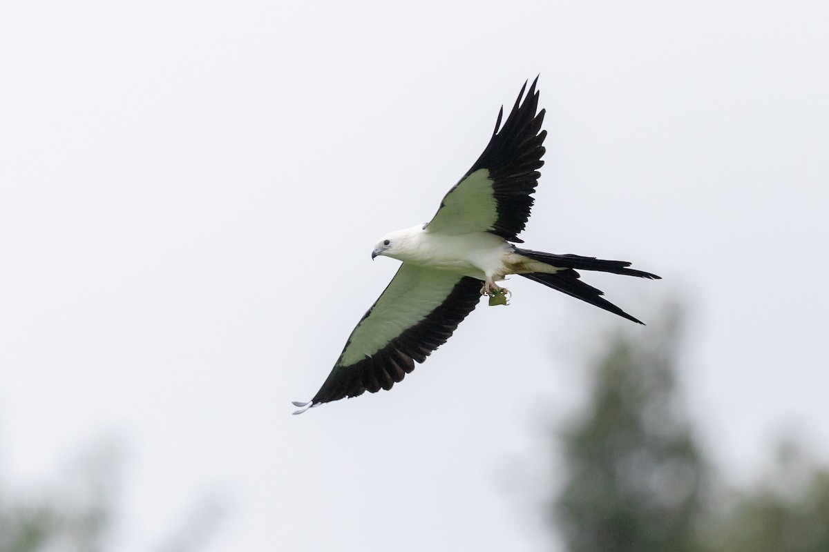 Swallow-tailed Kite - ML174367111