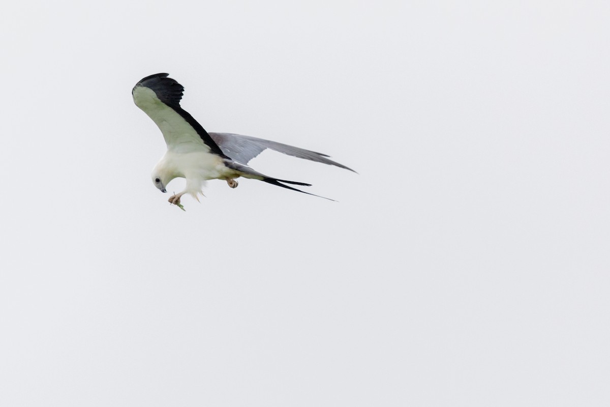Swallow-tailed Kite - ML174367121