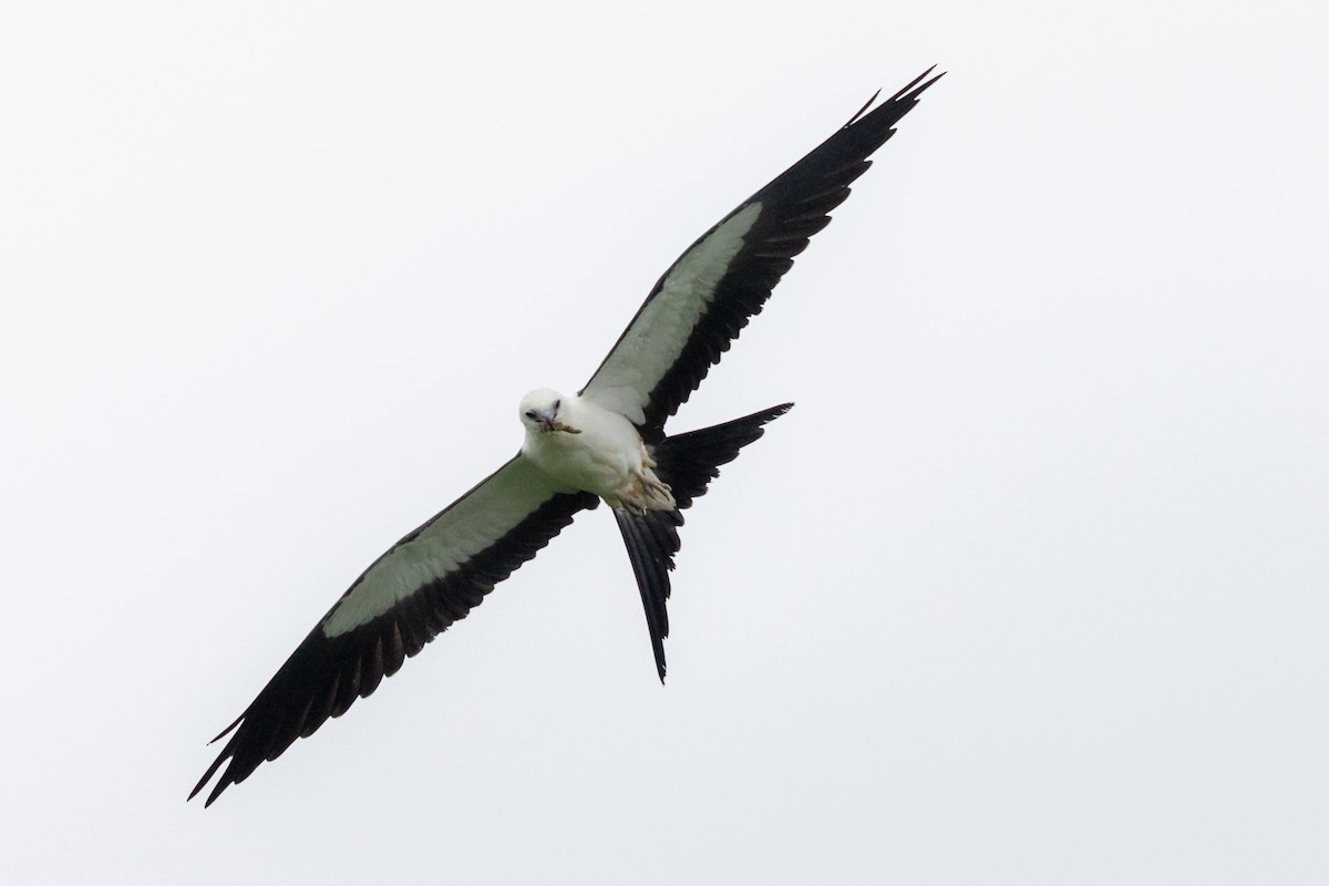 Swallow-tailed Kite - ML174367131
