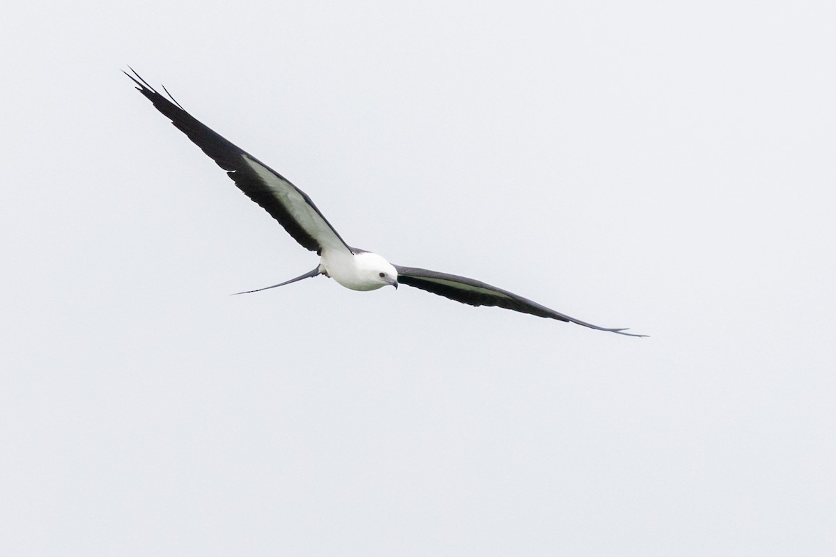 Swallow-tailed Kite - ML174367161