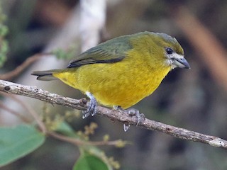  - Golden-bellied Euphonia