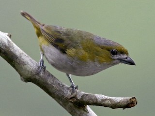  - Golden-bellied Euphonia