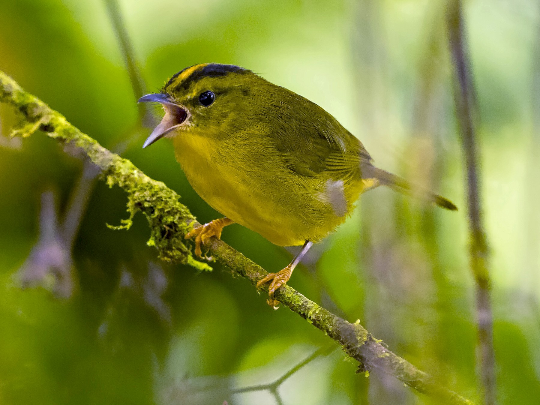 Choco Warbler - eBird