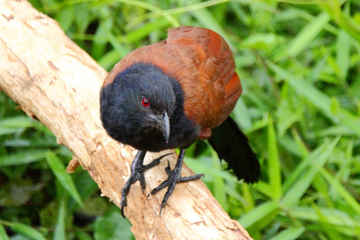 Greater Coucal - Butch Carter