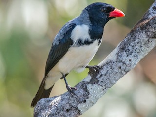  - Red-billed Pied Tanager