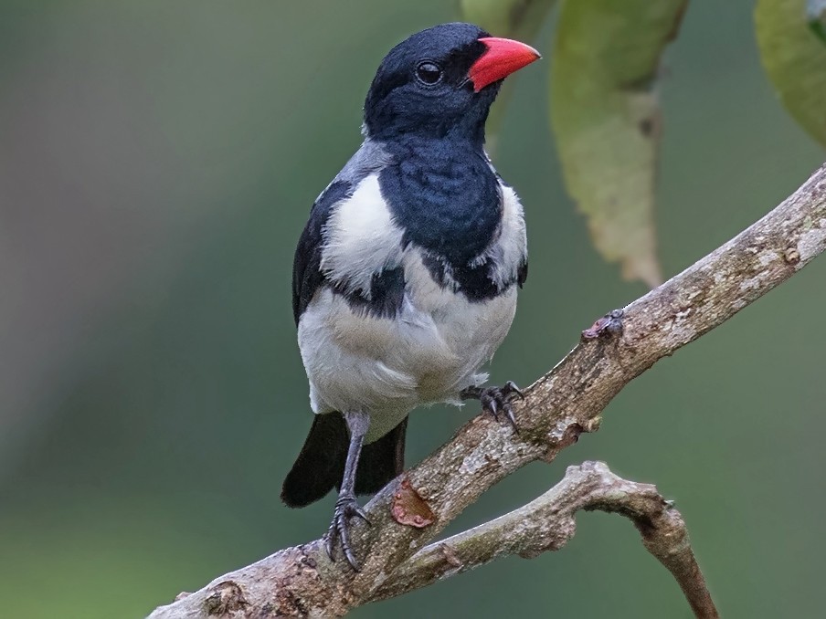 Red-billed Pied Tanager - Alexandre Gualhanone